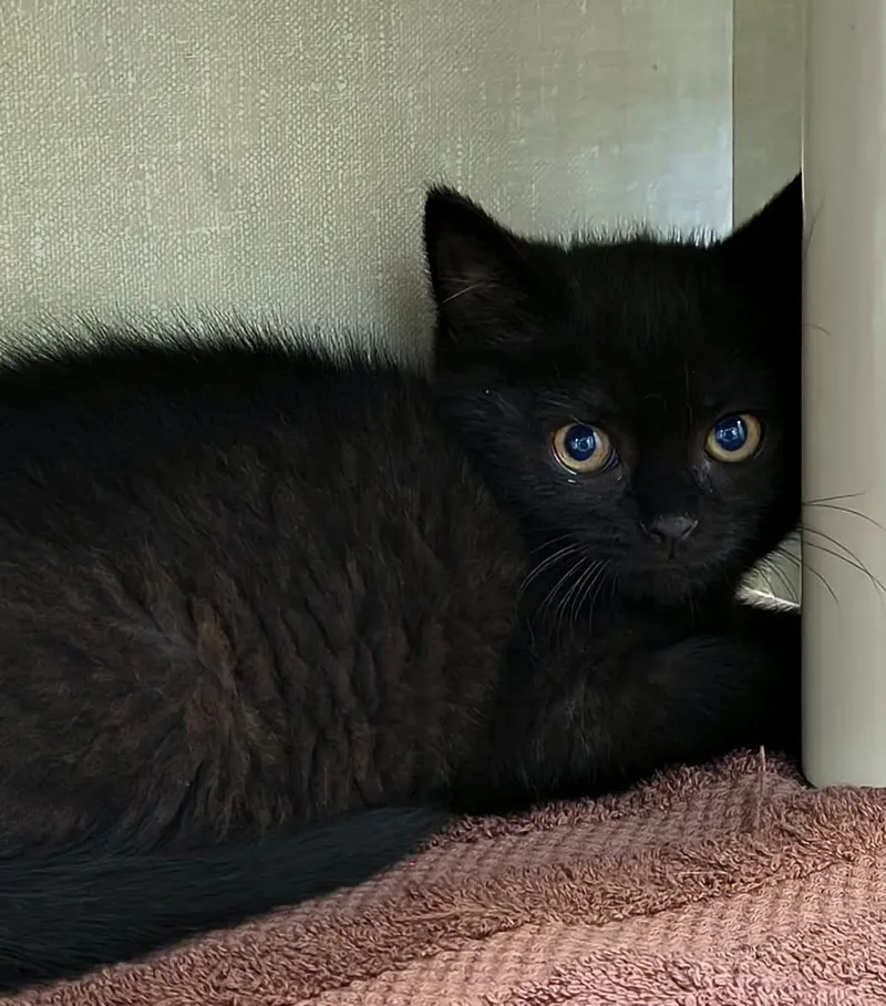 A baby large-sized male Black Domestic Short Hair cat named Ferb for adoption in Saint Marys, PA