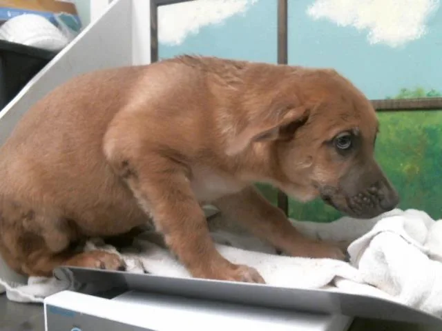 A baby small-sized male German Shepherd Dog dog named Zephyr for adoption in Houston, TX