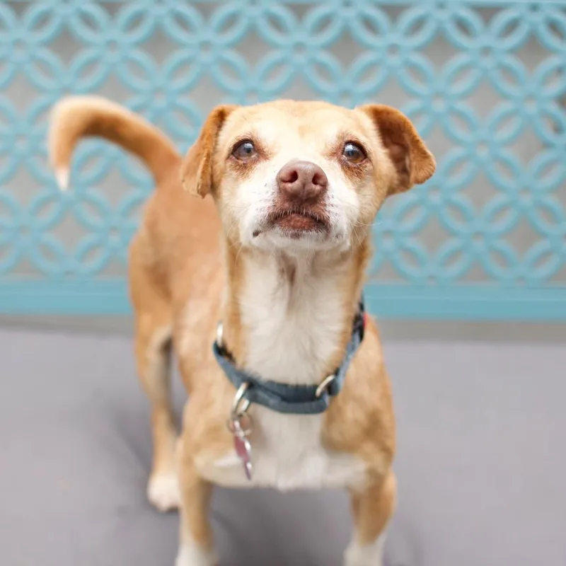 A senior small-sized male Chihuahua dog named Diego for adoption in Los Angeles, CA
