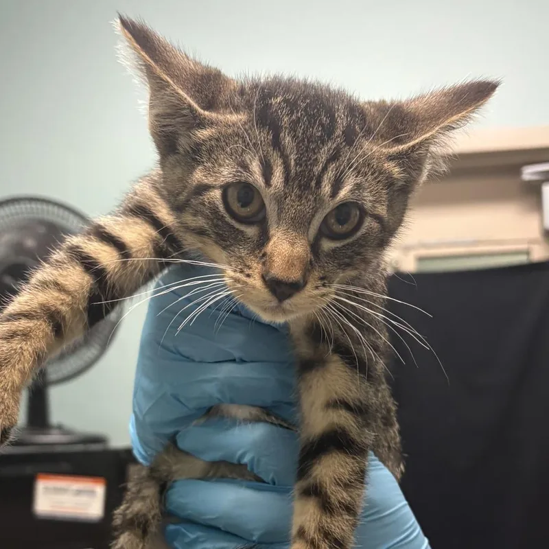 A baby small-sized male Brown / Chocolate Domestic Short Hair cat named Unknown for adoption in Tacoma, WA