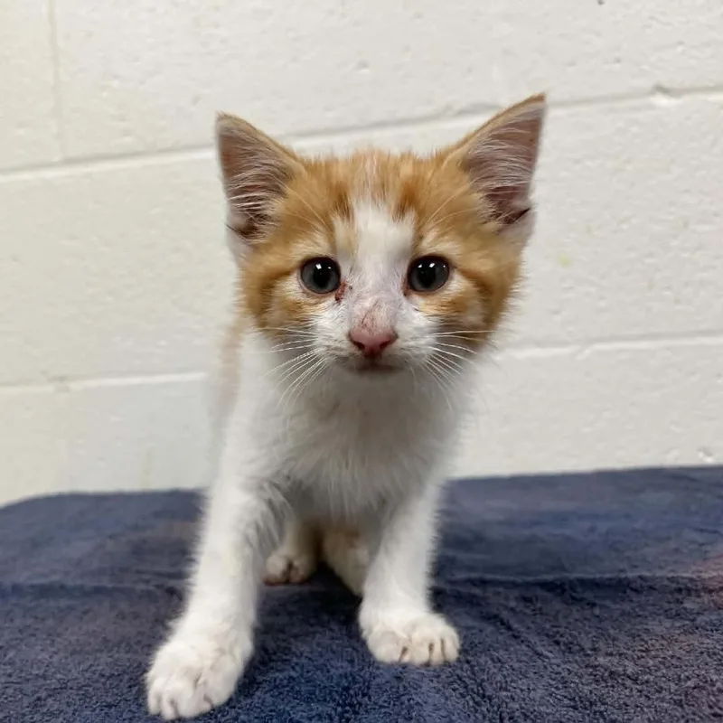 A baby small-sized male White Domestic Short Hair cat named Svasstray for adoption in Lyndhurst, VA