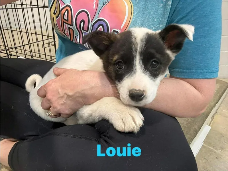 Louie