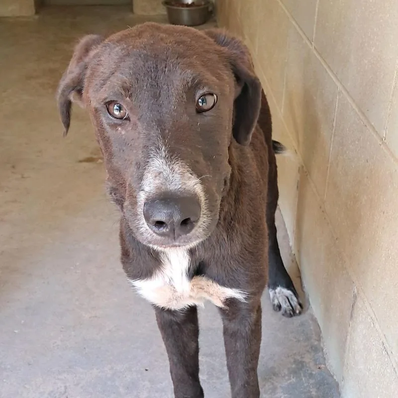 A baby medium-sized male Black Mixed Breed dog named Socrates for adoption in Valley, AL