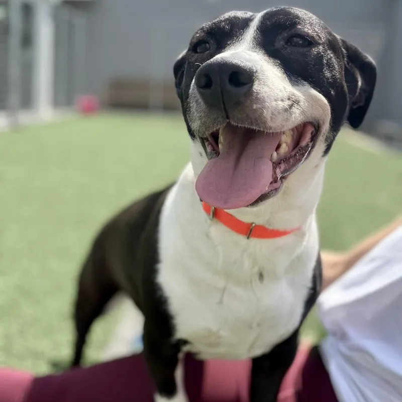 An adult medium-sized female Black Pit Bull Terrier dog named Lola for adoption in Whitehall, PA