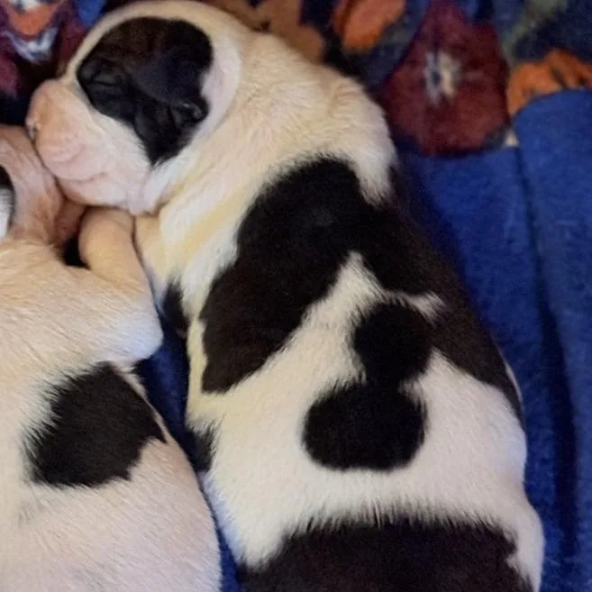 A baby small-sized male Black English Bulldog dog named Alfie for adoption in Riverside, CA