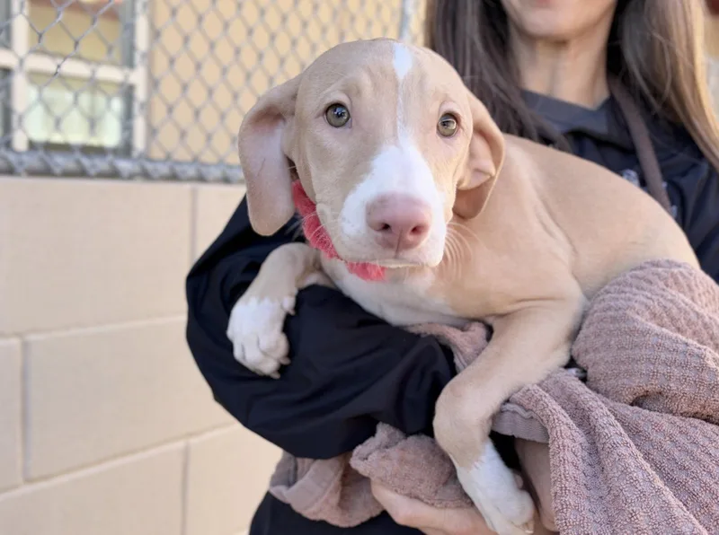 A baby medium-sized female Hound dog named Winifred Sanderson for adoption in McKinney, TX