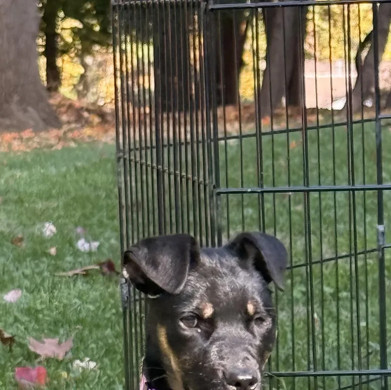 A baby medium-sized female Terrier dog named Donut for adoption in Carmel, NY