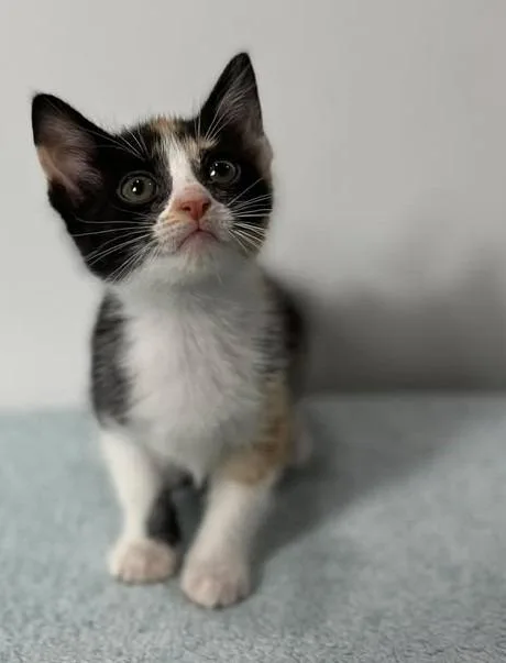A baby small-sized female Calico cat named Vogue for adoption in Effingham, IL