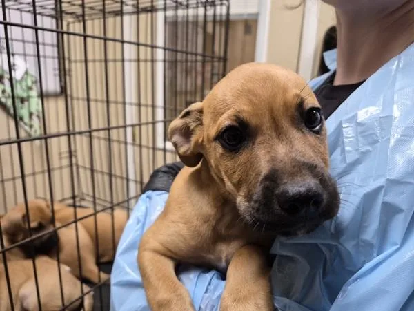 A baby large-sized male Boxer dog named Shorty for adoption in Oceanside, CA