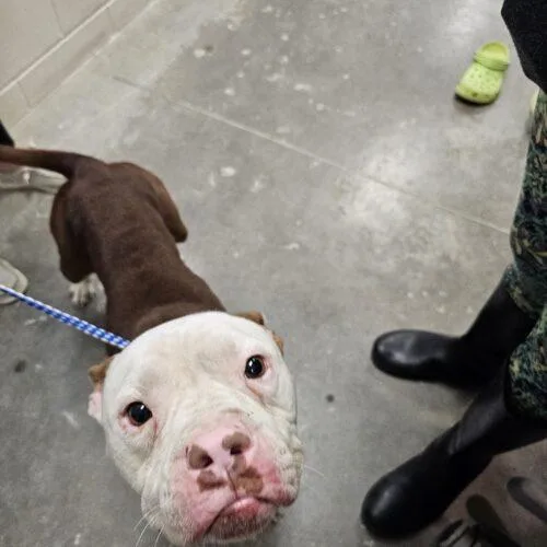 A baby medium-sized male Bicolor Pit Bull Terrier dog named Bones for adoption in Burlington, IA