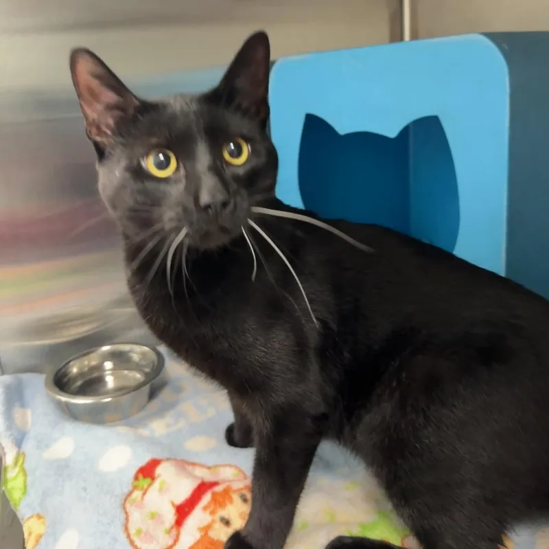 A young large-sized male Black Domestic Short Hair cat named Coal for adoption in Waukesha, WI