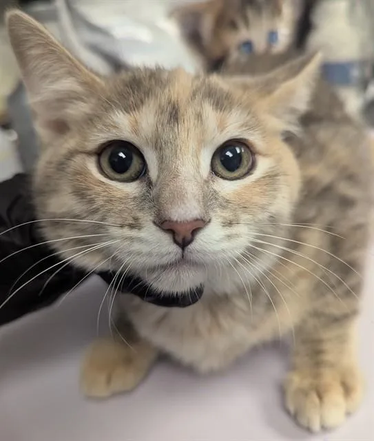 A baby small-sized female Domestic Short Hair cat named Nebula for adoption in Ontario, CA