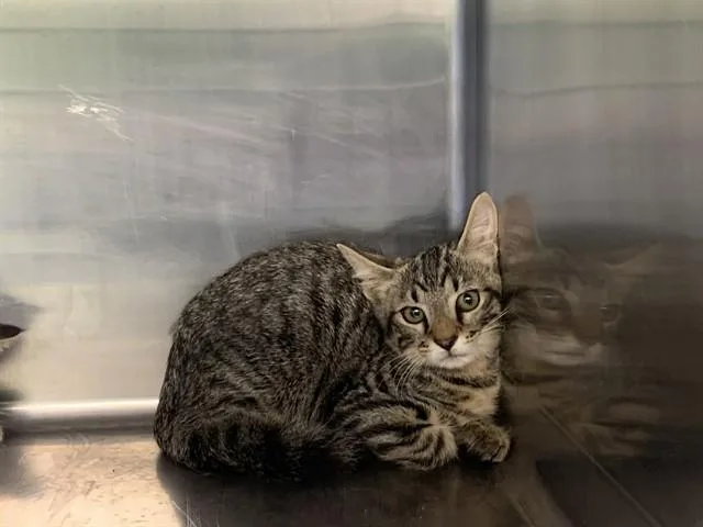 A baby small-sized male Domestic Short Hair cat named Ice Cube for adoption in Grand Prairie, TX