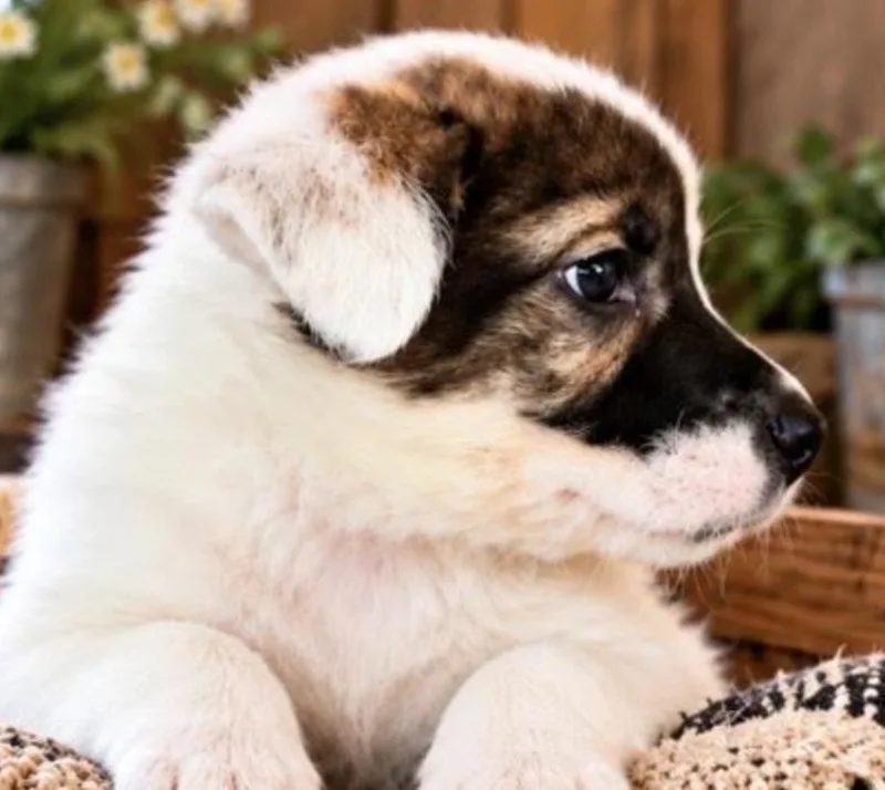 A baby medium-sized female White / Cream Shepherd dog named Britty Sport for adoption in Andover, MA