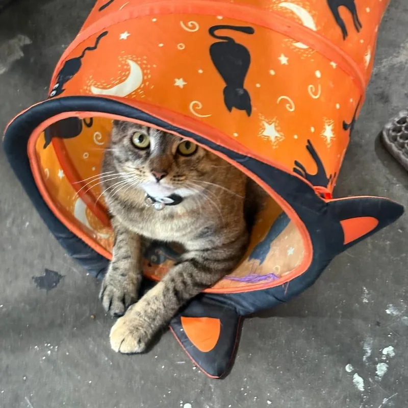 An adult small-sized female Brown / Chocolate Domestic Short Hair cat named JuneBug for adoption in Titusville, FL