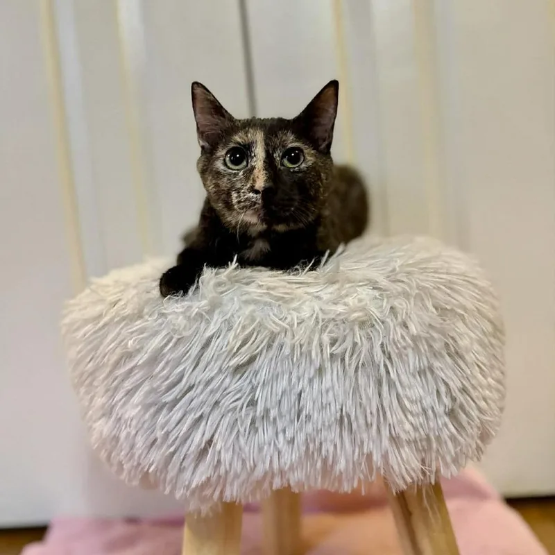 A baby medium-sized female Domestic Short Hair cat named Poppy for adoption in Raleigh, NC