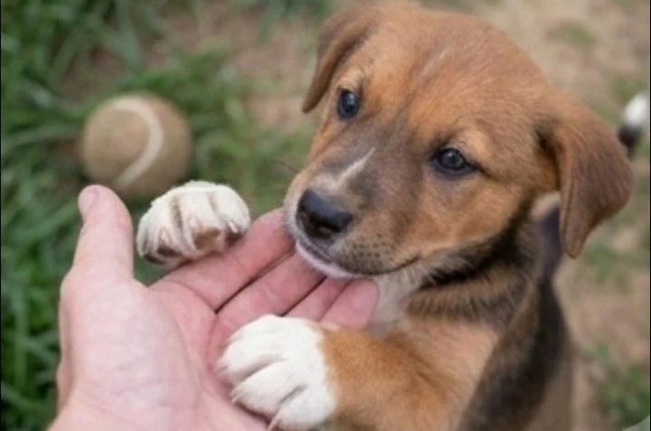 A baby medium-sized female Beagle dog named Button for adoption in Batesville, AR