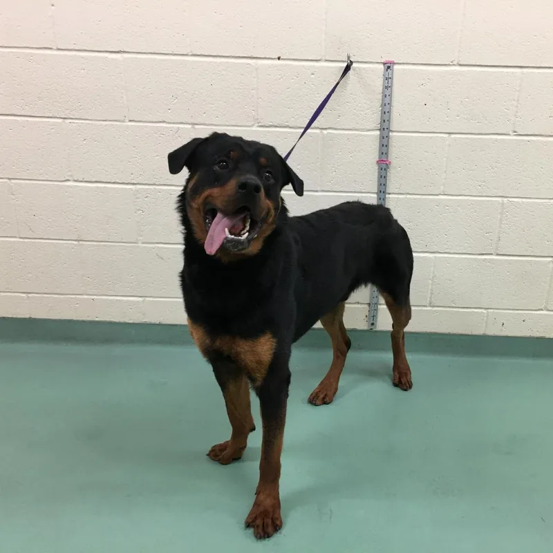 An adult medium-sized male Black Mixed Breed dog named Shortline for adoption in Memphis, TN