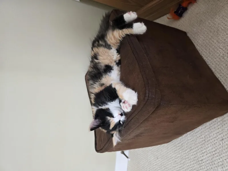 A baby small-sized female Domestic Medium Hair cat named Chanel for adoption in La Jolla, CA