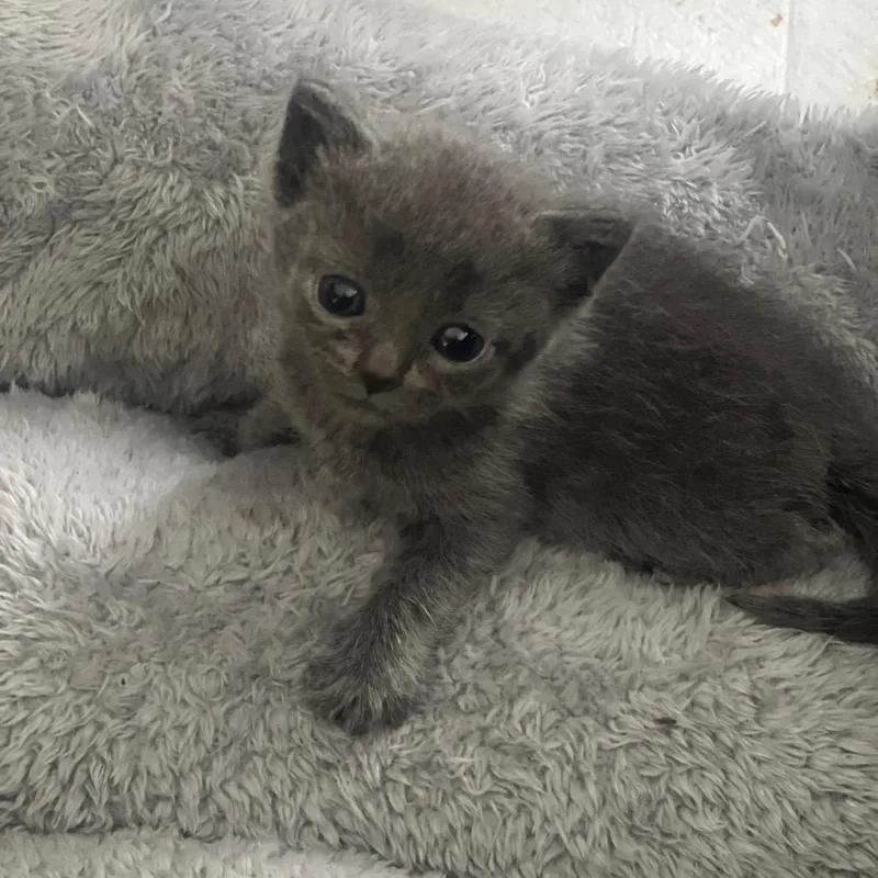 A baby small-sized female Gray / Blue / Silver Domestic Short Hair cat named Blu for adoption in Lauderhill, FL