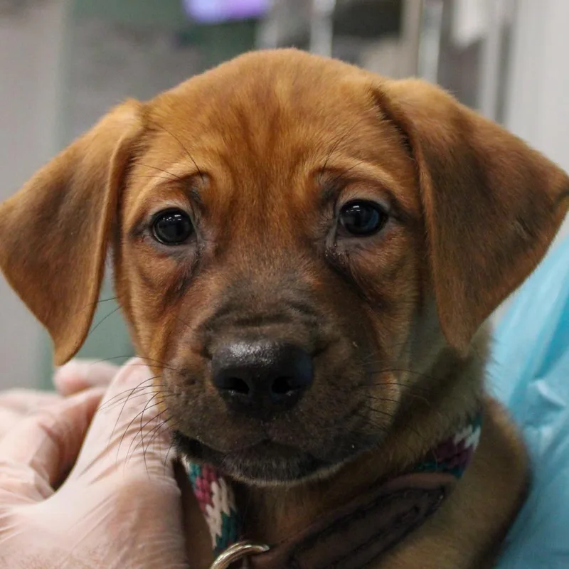 A baby medium-sized female Red / Chestnut / Orange Mastiff dog named Cupcake for adoption in South Elgin, IL