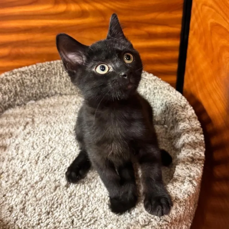 A baby medium-sized male Black Domestic Short Hair cat named Funny for adoption in Jupiter, FL