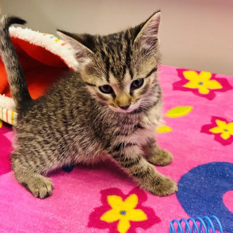 A baby small-sized male Brown / Chocolate Domestic Short Hair cat named Hopper for adoption in Mocksville, NC