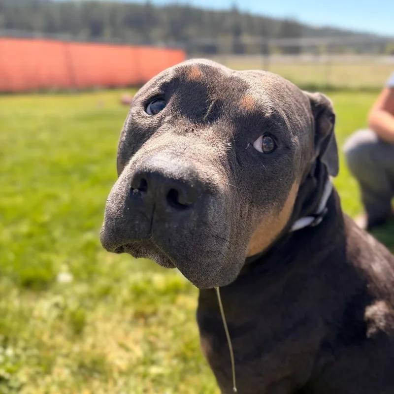 Taz