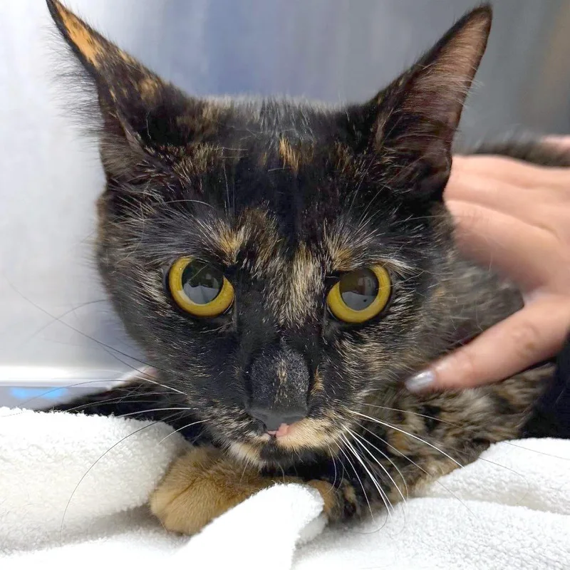 An adult medium-sized female Domestic Short Hair cat named Shiori for adoption in Providence, RI