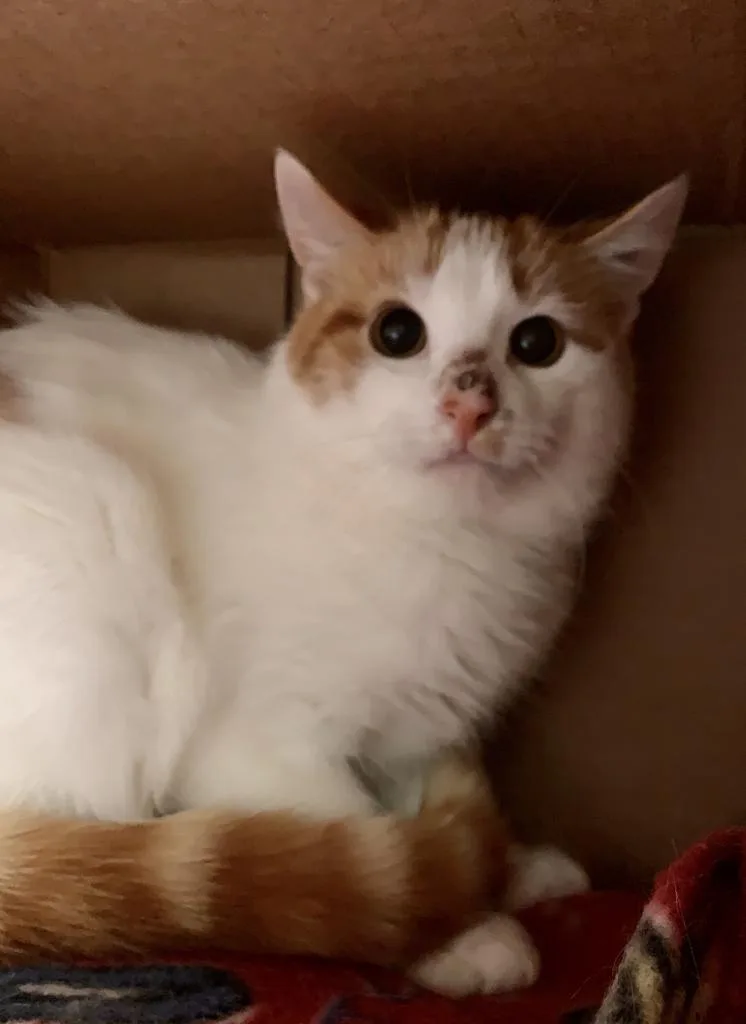 An adult small-sized female Domestic Short Hair cat named Rabbit for adoption in Berlin, MD