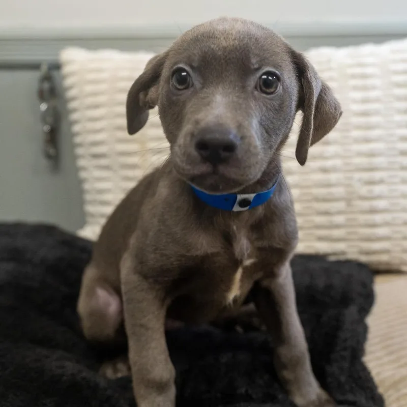 A baby medium-sized male Labrador Retriever dog named Finn for adoption in Pawling, NY