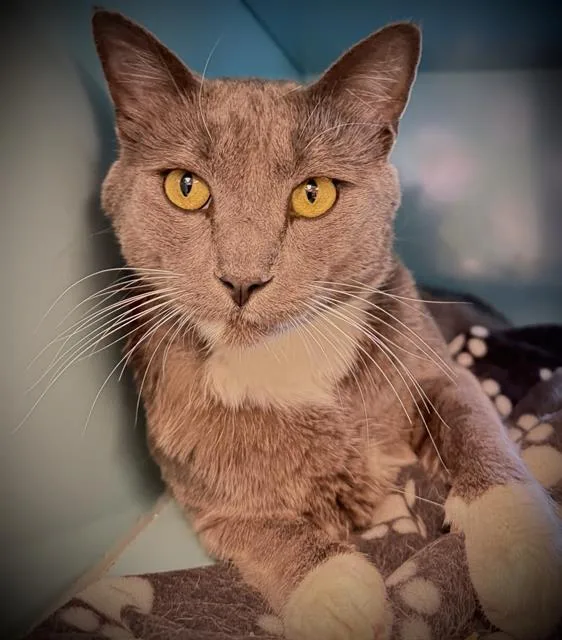 A young medium-sized male Domestic Short Hair cat named Gazpacho for adoption in Santa Cruz, CA