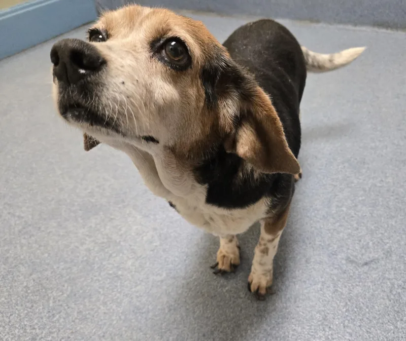 An adult small-sized female Beagle dog named Kyra for adoption in Suffolk, VA