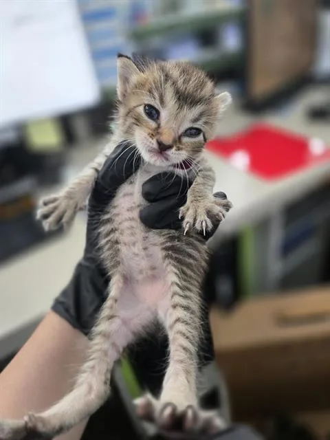 A baby medium-sized female Domestic Short Hair cat named Ellie for adoption in Dallas, TX