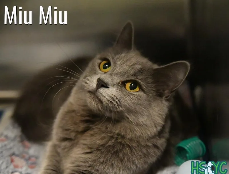 A baby medium-sized female Domestic Medium Hair cat named Miu Miu for adoption in Fort Mill, SC