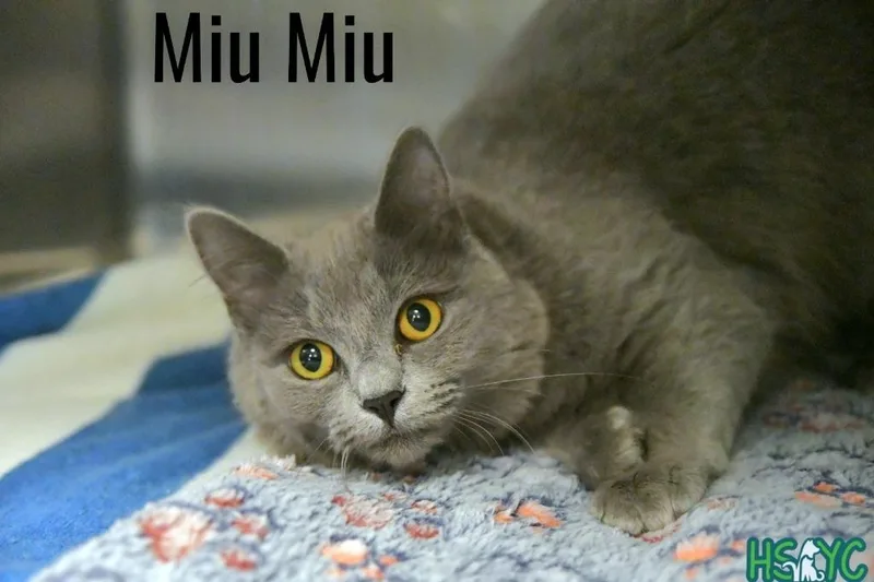 Miu Miu thumbnail 2