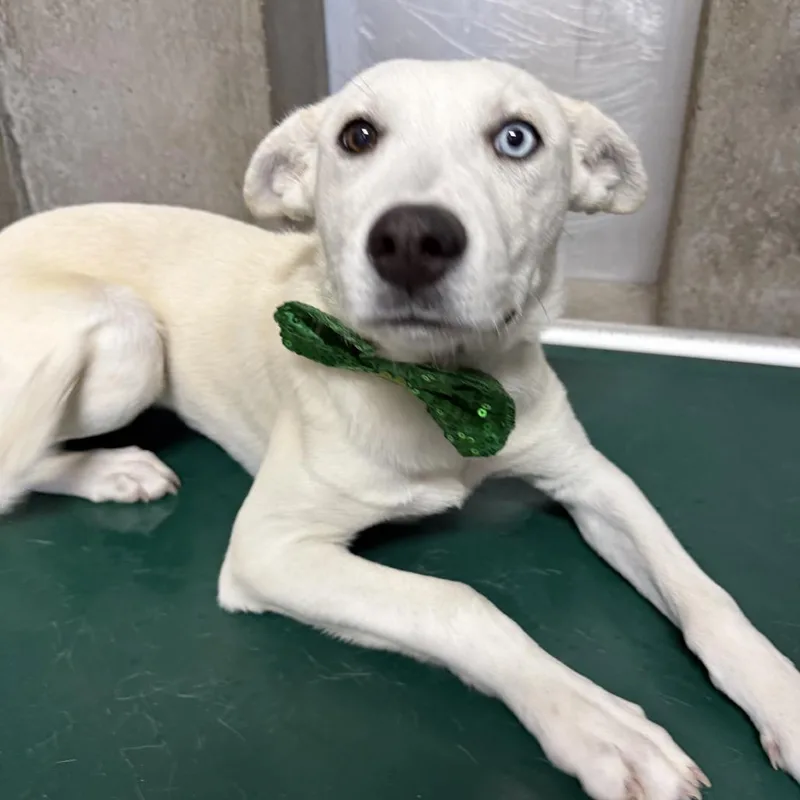 A baby medium-sized female White / Cream Mixed Breed dog named Jianna for adoption in Las Cruces, NM