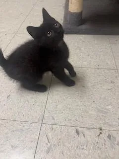A baby medium-sized male Domestic Short Hair cat named Tarzan for adoption in Sandusky, OH