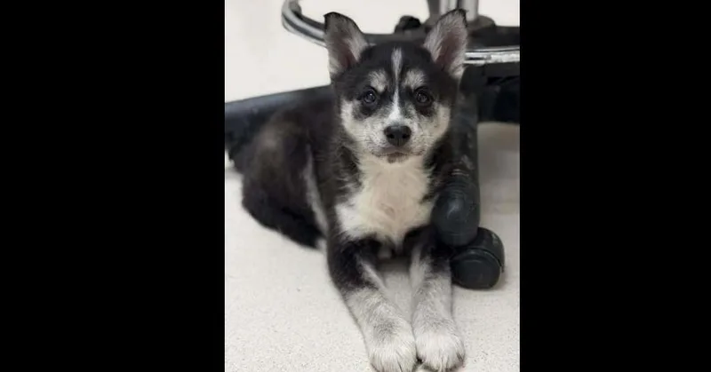 Brave Hearts: Bow thumbnail 2