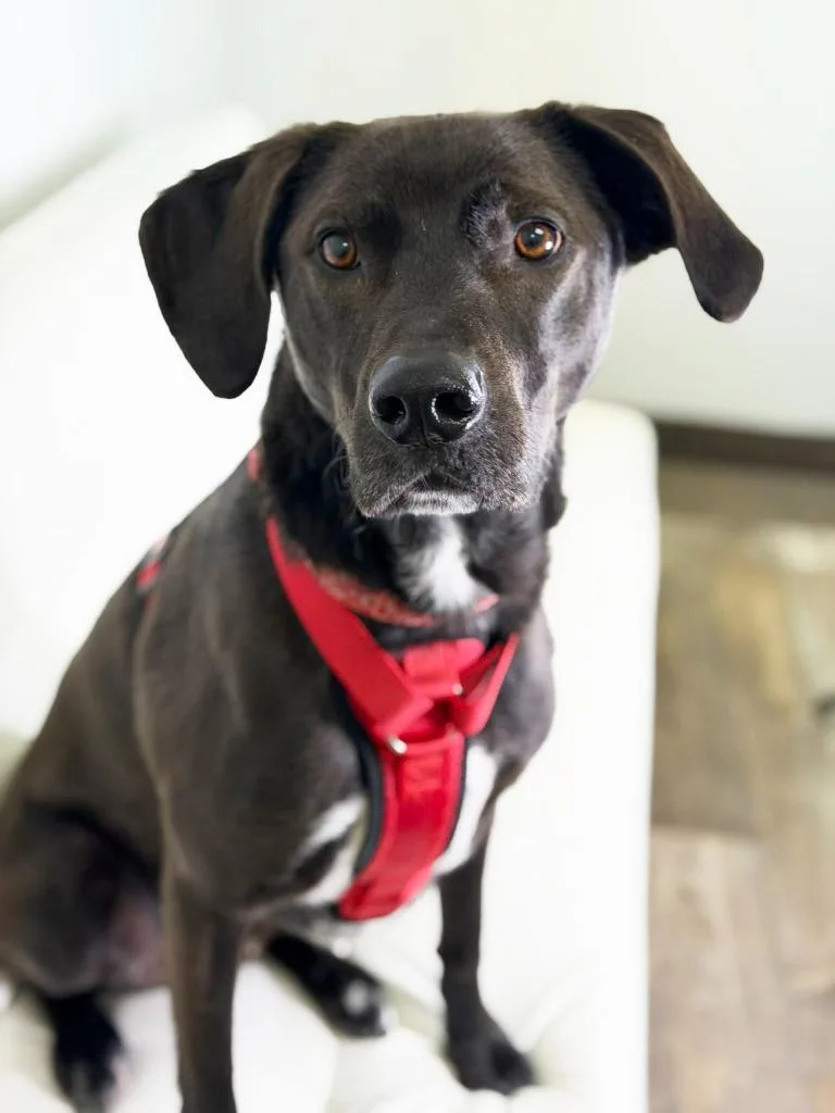 An adult medium-sized male German Shorthaired Pointer dog named Walnut for adoption in Savage, MN