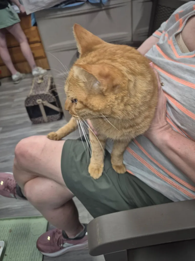 An adult medium-sized male Tabby (Orange / Red) Domestic Short Hair cat named Harold for adoption in Norfolk, VA