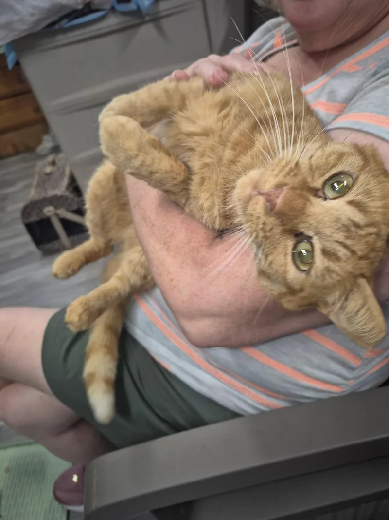 Harold thumbnail 2