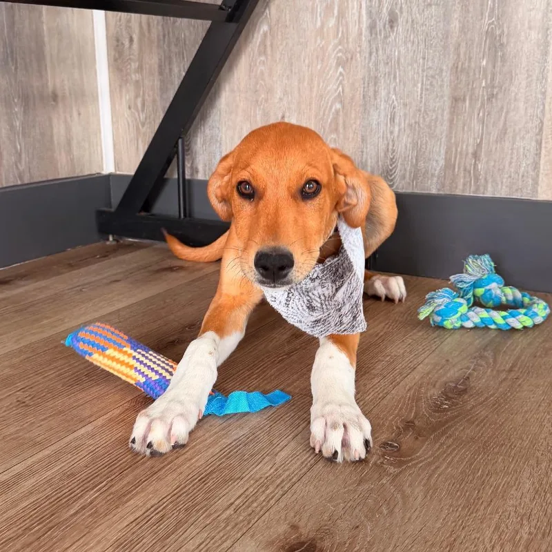 A baby medium-sized male Yellow / Tan / Blond / Fawn Doberman Pinscher dog named Mojito for adoption in Idaho Falls, ID