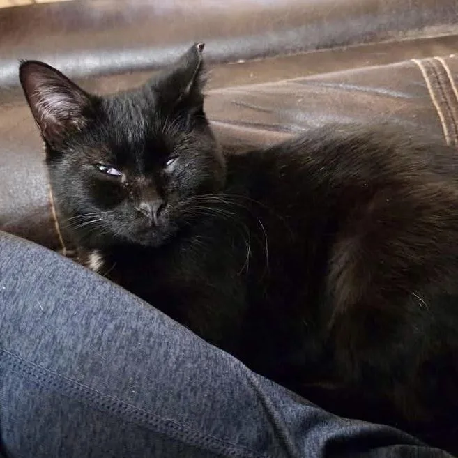 A baby medium-sized female Black Domestic Short Hair cat named Lavender for adoption in Pocatello, ID