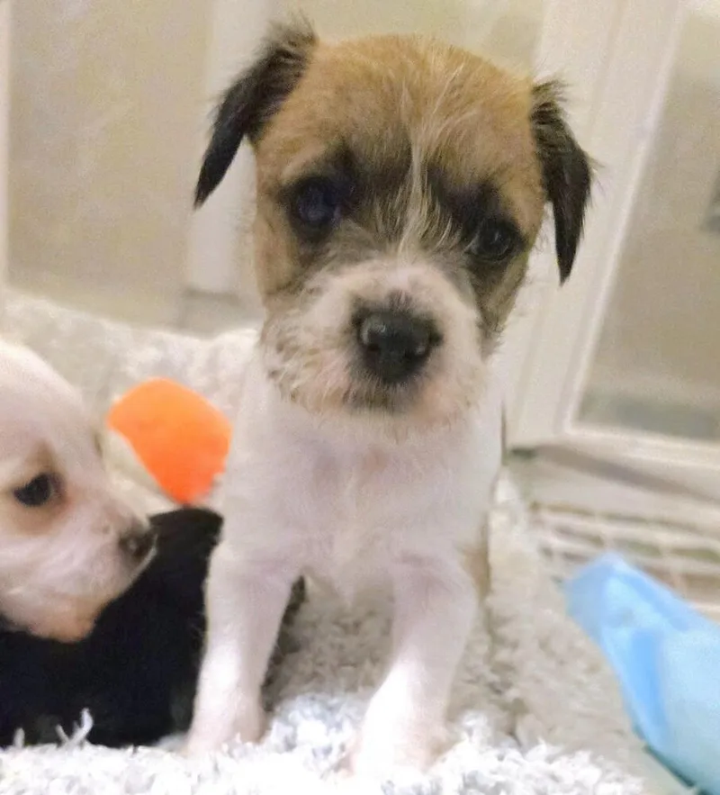 A baby small-sized male Terrier dog named Doobie for adoption in Pacifica, CA