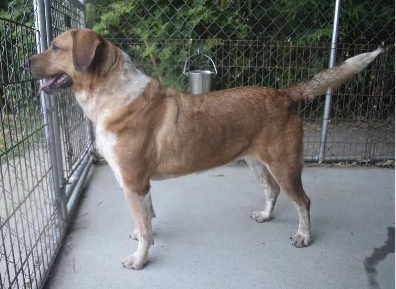An adult large-sized female Beagle dog named Motley for adoption in Centerville, GA