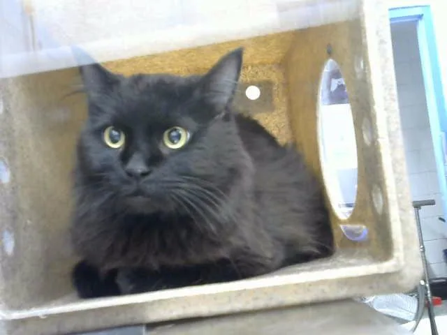 A senior small-sized female Domestic Medium Hair cat named Velvet for adoption in Albuquerque, NM
