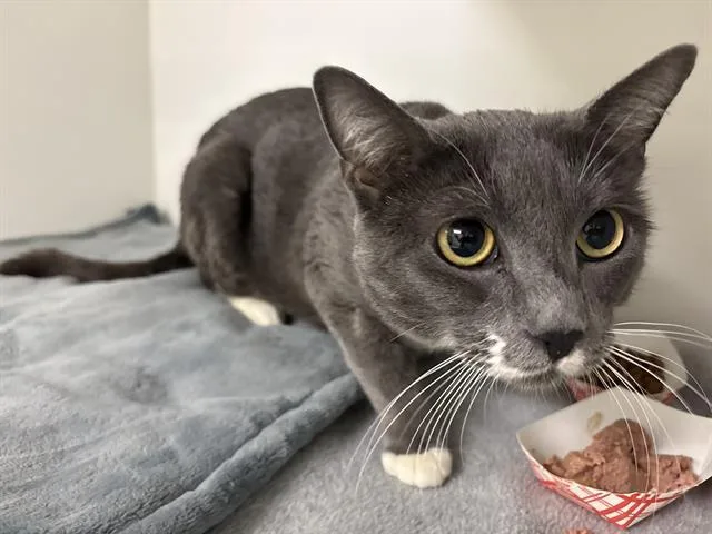An adult medium-sized female Domestic Short Hair cat named Stormy for adoption in Kent, WA