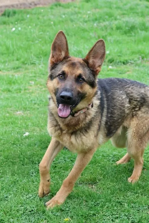 Leonardo thumbnail 3