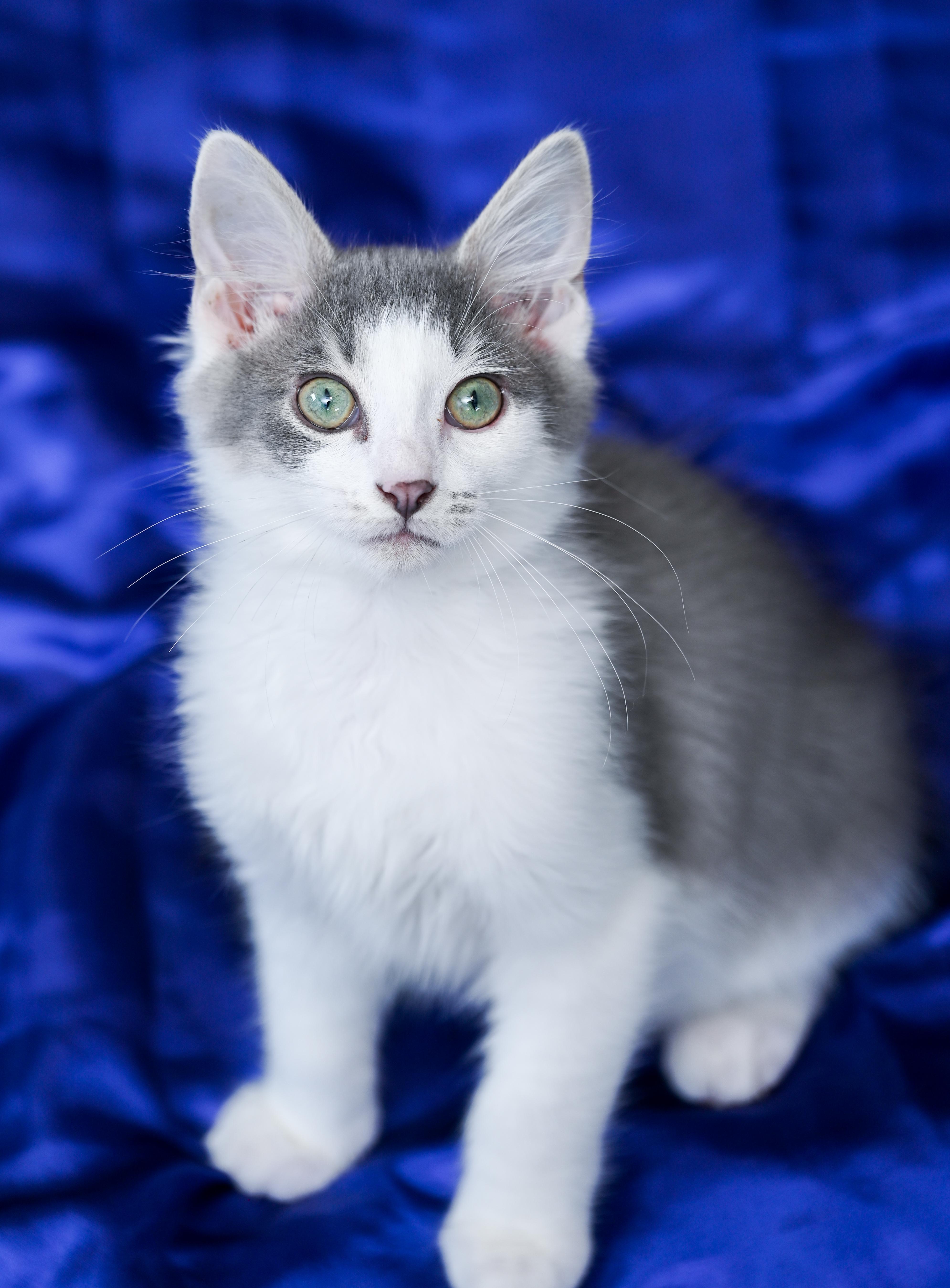 A baby medium-sized male Gray & White Domestic Medium Hair cat named Chex for adoption in Chattanooga, TN